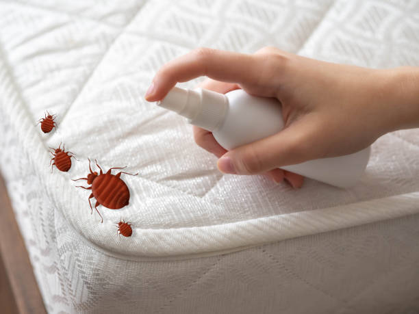 Best Termite Control Services  in Haskins, OH