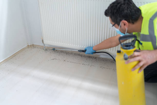 Best Wasp Removal Services  in Haskins, OH